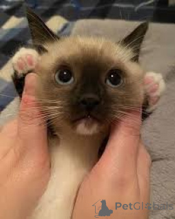 Photo №3. Adoption de Siamilaiset kissanpennut. La finlande