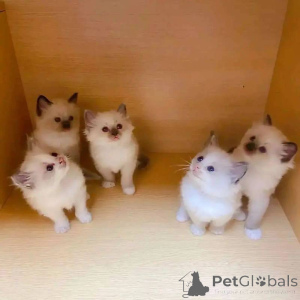 Photo №2 de l'annonce № 138377 de la vente ragdoll - acheter à Australie 