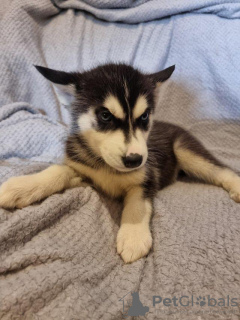 Photo №1. husky de sibérie - à vendre en ville de Garmisch-Partenkirchen | Gratuit | Annonce №125406