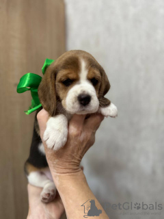 Photo №4. Je vais vendre beagle en ville de Tachkent. annonce privée - prix - 473€