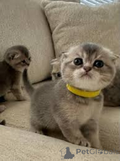 Photo №2 de l'annonce № 172718 de la vente scottish fold - acheter à Belgique annonce privée, éleveur