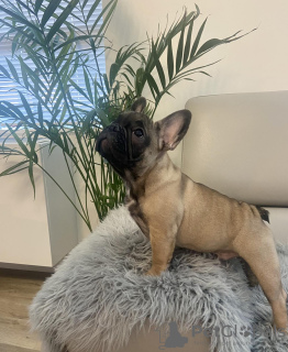 Photo №2 de l'annonce № 28005 de la vente bouledogue - acheter à USA annonce privée