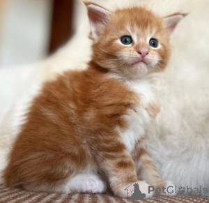 Photo №1. maine coon - à vendre en ville de Berlin | 260€ | Annonce № 103775