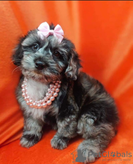 Photo №4. Je vais vendre labradoodle en ville de Derby. annonce privée - prix - 310€