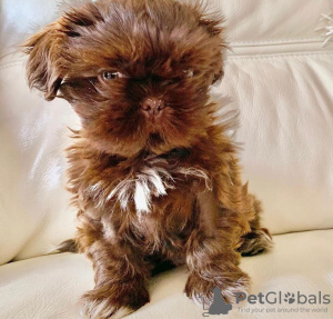 Photo №2 de l'annonce № 84467 de la vente shih tzu - acheter à Allemagne éleveur