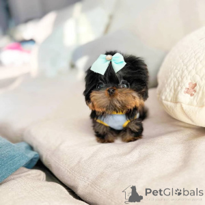 Photo №1. yorkshire terrier - à vendre en ville de Plage de l'Alberta | négocié | Annonce №168103