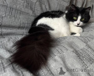 Photo №3. Iris - Cloud d'air. Biélorussie