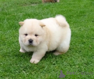 Photo №1. chow-chow - à vendre en ville de Forêt | 650€ | Annonce №164862