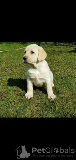 Photo №4. Je vais vendre labradoodle en ville de Belgrade.  - prix - négocié