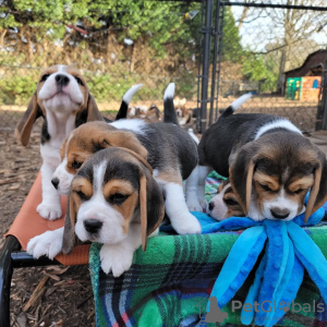 Photo №1. beagle - à vendre en ville de Freiburg im Breisgau | 360€ | Annonce №124716