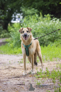 Photo №2 de l'annonce № 120675 de la vente chien bâtard - acheter à Fédération de Russie annonce privée