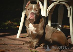 Photos supplémentaires: Chiots tyrans américains