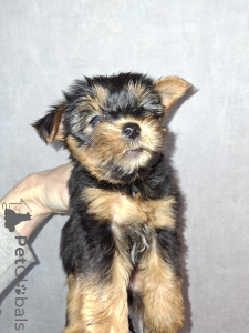 Photo №1. biewer yorkshire terrier, yorkshire terrier - à vendre en ville de Vilnius | 650€ | Annonce №161888