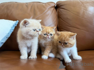 Photo №1. exotic shorthair - à vendre en ville de Gotha | 350€ | Annonce № 173524