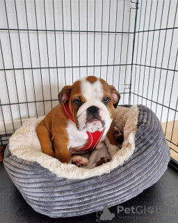 Photo №2 de l'annonce № 124641 de la vente bulldog anglais - acheter à Estonie annonce privée