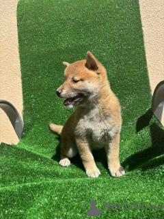 Photo №3. Shiba inu, excellents chiots. Serbie