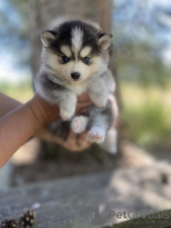 Photo №2 de l'annonce № 62476 de la vente spitz nain, husky de sibérie - acheter à Allemagne 