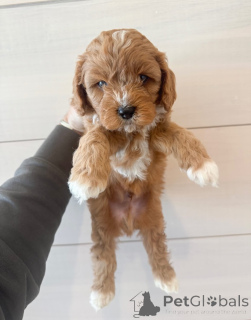 Photo №4. Je vais vendre cavalier king charles spaniel en ville de Mauvaise vilbel. annonce privée - prix - négocié