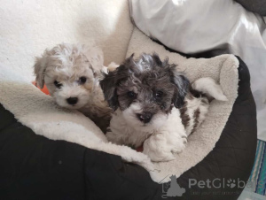 Photo №1. maltipu - à vendre en ville de Hessisch Oldendorf | 900€ | Annonce №150142