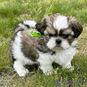 Photo №1. shih tzu - à vendre en ville de Iowa City | Gratuit | Annonce №111385