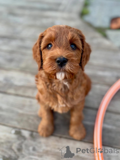 Photo №1. labradoodle - à vendre en ville de Eau de Cologne | négocié | Annonce №174900
