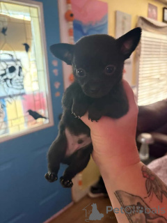 Photo №2 de l'annonce № 176227 de la vente chihuahua - acheter à Allemagne annonce privée