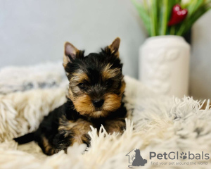 Photo №1. yorkshire terrier - à vendre en ville de Junkovac | 350€ | Annonce №75544