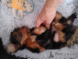 Photos supplémentaires: Chiots Yorkie