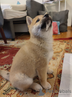 Photo №1. shiba - à vendre en ville de Varsovie | négocié | Annonce №72918