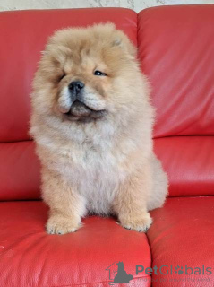 Photo №3. Chiots Chow-Chow. Serbie