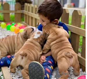 Photo №1. bulldog anglais - à vendre en ville de La Palma | négocié | Annonce №169908