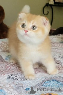 Photo №4. Je vais vendre scottish fold en ville de Palm Coast. éleveur - prix - 1169€