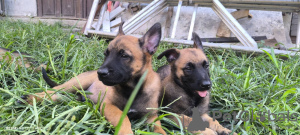 Photos supplémentaires: Chiots Berger Belge Malinois