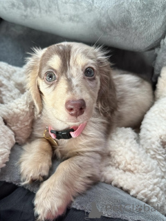 Photo №2 de l'annonce № 163657 de la vente teckel - acheter à Allemagne éleveur