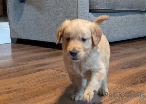 Photo №4. Je vais vendre golden retriever en ville de Corby. annonce privée - prix - négocié