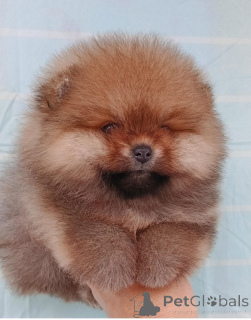 Photo №3. Pomeranian Mini Spitz Purebred / Spitz Nain Poméranien / Pomeranian Mini Spitz. Arménie