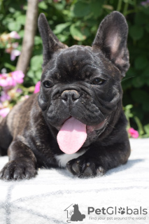 Photo №4. Je vais vendre bouledogue en ville de Lipova. éleveur - prix - négocié