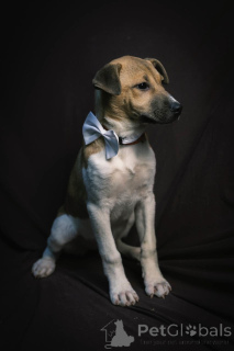 Photo №2 de l'annonce № 134948 de la vente chien bâtard - acheter à Fédération de Russie annonce privée