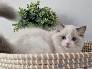 Photo №1. ragdoll - à vendre en ville de Munich | négocié | Annonce № 155917
