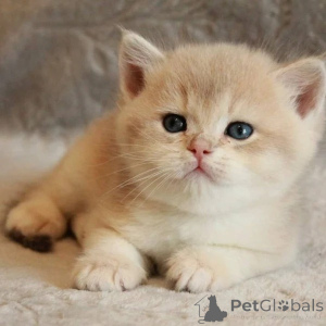 Photo №1. british shorthair - à vendre en ville de Kingston sur Hull | négocié | Annonce № 173841
