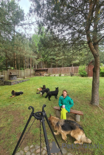 Photos supplémentaires: Chiots de ligne de travail de berger allemand à poils longs