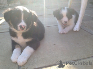 Photo №4. Je vais vendre border collie en ville de Mlada boleslav. annonce privée, éleveur - prix - 1200€