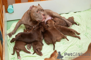 Photos supplémentaires: Classique standard des chiots bully américains