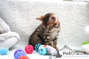 Photos supplémentaires: De jolis chatons Bengal Cats de race Pedigree disponibles à la vente maintenant