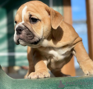 Photo №1. bulldog anglais - à vendre en ville de Perth | négocié | Annonce №11163