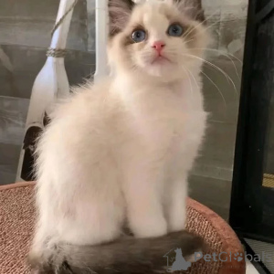 Photo №1. ragdoll - à vendre en ville de Feldkircch | négocié | Annonce № 156266