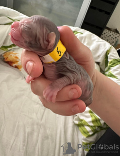 Photo №2 de l'annonce № 97142 de la vente sphynx - acheter à Pologne éleveur