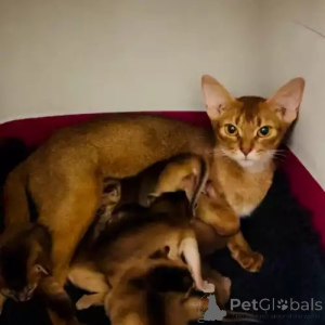 Photo №2 de l'annonce № 167266 de la vente abyssin - acheter à Allemagne annonce privée