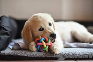 Photo №2 de l'annonce № 136061 de la vente golden retriever - acheter à Suisse 