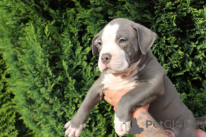 Photo №3. American Bully Pocket ABKC GrChampions. Pologne